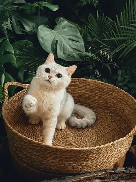 Палатка для животных