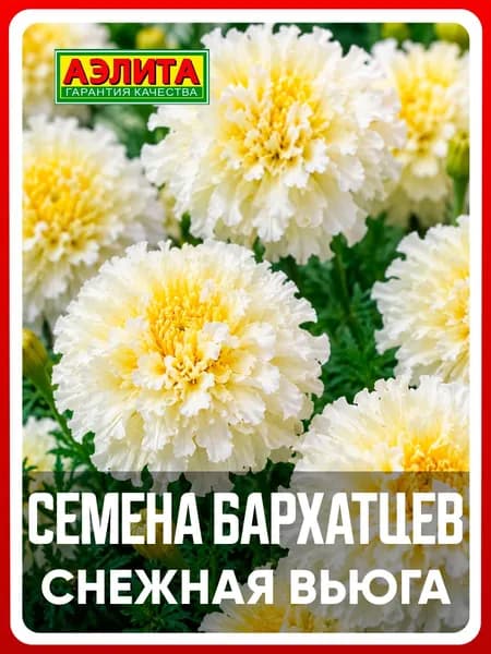 Семена Бархатцы прямостоячие "Снежная вьюга" Тагетес, 7 шт, однолетние цветы для дачи и сада, клумбы, в открытый грунт, в контейнер.