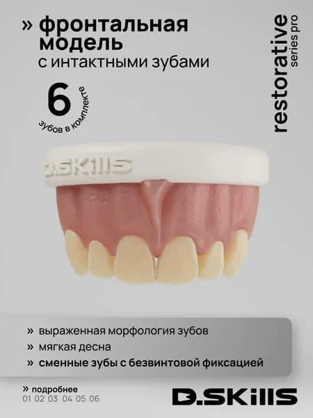 Модель челюсти со сменными зубами, фронтальная, стоматологическая