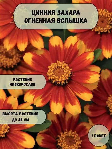 Цинния Захара огненная вспышка семена 10 шт