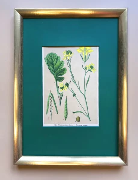 Ботаническая хромолитография "Brassica nigra koch" (Горчица черная)