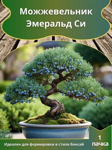 Можжевельник Эмеральд Си , семена 10 шт. (бонсай)