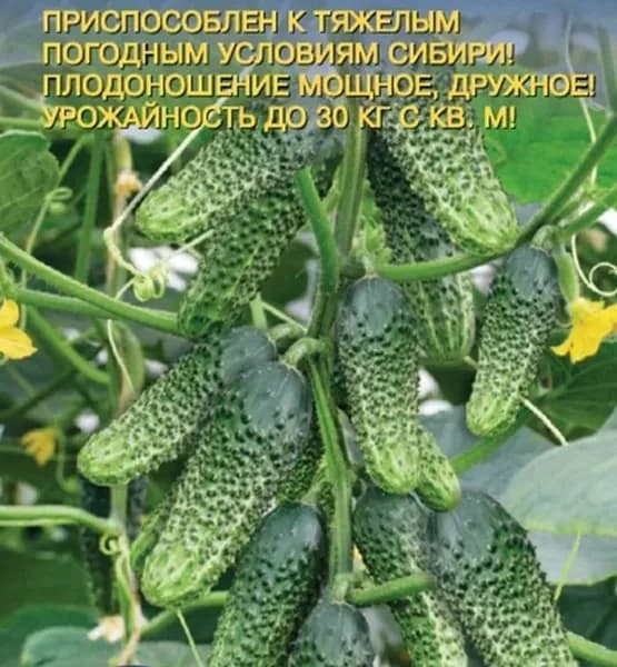 Коллекционные семена огурца Тотоша
