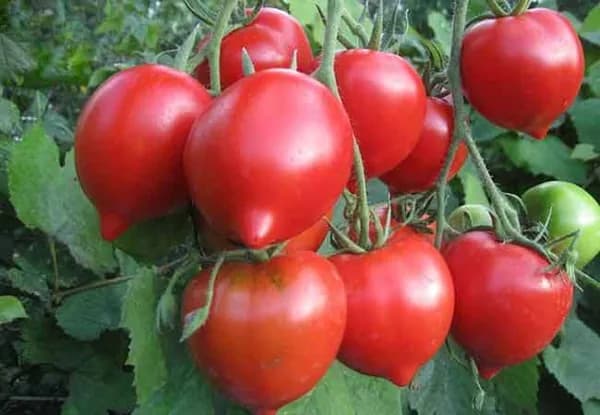 Коллекционные семена томата Будёновка старинная