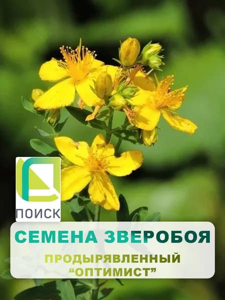 Семена Зверобой продырявленный "Оптимист" 0,1 гр, многолетние растения, лекарственные травы, для дома и огорода, в грунт, в контейнер.