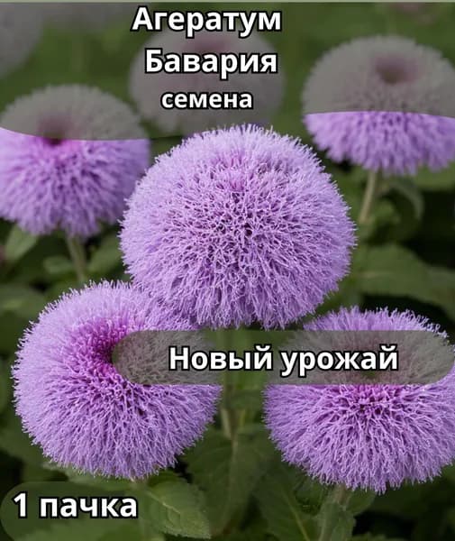 Агератум Бавария, семена 1пачка