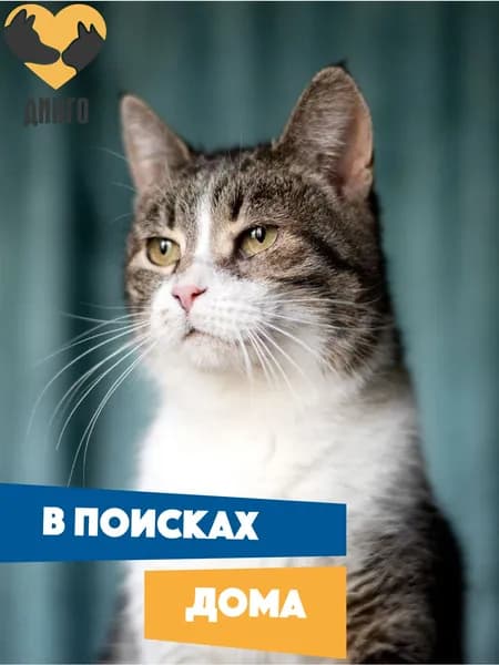 Помочь Мурочке найти дом