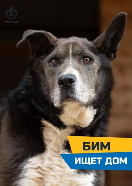 Помочь Биму найти дом