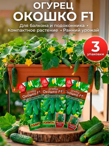 Семена огурцов для подоконника и балкона самоопыляемые