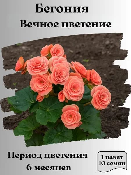 Бегония Вечное цветение, 10 шт., 15 гр.