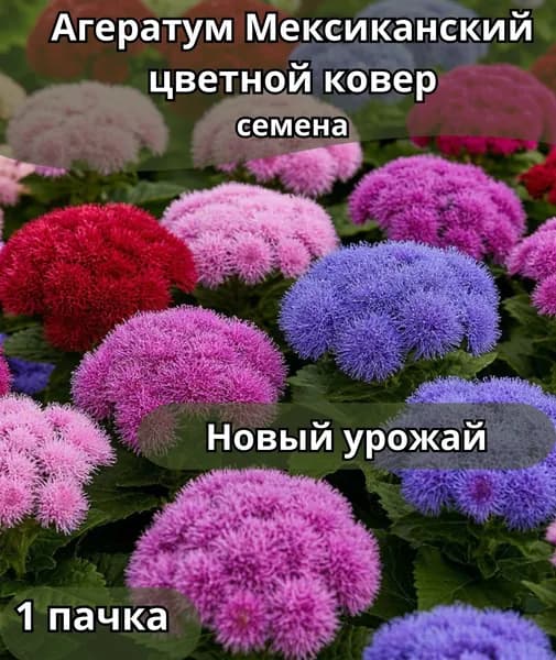 Агератум Мексиканский цветной ковер, семена 1пачка