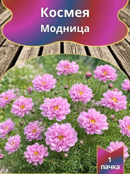 Космея Модница , семена 10 шт.