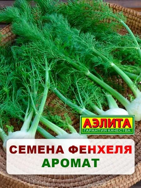 Семена фенхель овощной "Аромат", 20 шт, многолетние цветы, для дачи, сада и огорода, клумбы, в открытый грунт