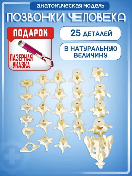 Анатомическая модель позвонков человека 25 частей в натуральную величину, лазер с фонариком в комплекте
