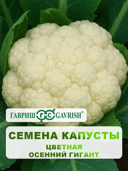 Семена Капуста цветная "Осенний гигант" 0,1 г, для дачи, сада и огорода, в открытый грунт, для теплиц и парников, подходит для консервирования, подходит для заморозки