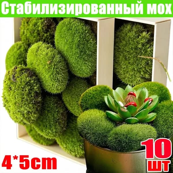 Стабилизированный мох Мох, 10 шт