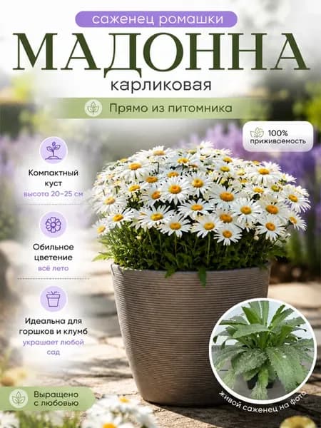 Ромашка Мадонна
