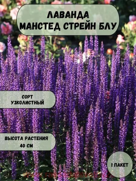 Лаванда Манстед Стрейн Блу семена 10 шт