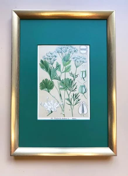 Ботаническая хромолитография "Pimpinella anisum L" (Анис)