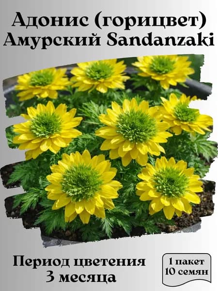 Адонис (горицвет) Амурский Sandanzaki, семена, 10 шт.