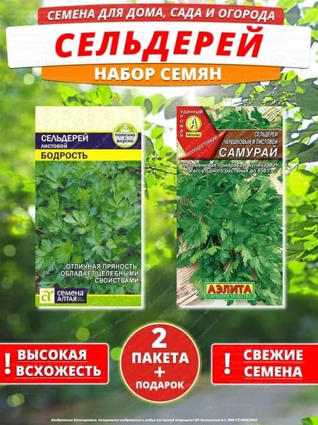 Семена сельдерей для дома сада посадки