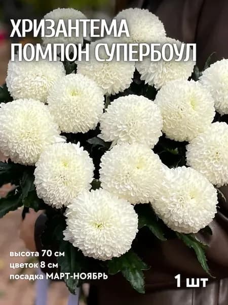 Саженцы Хризантемы Помпонн Супербоул