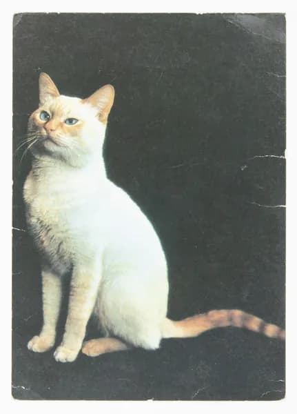 Открытка. "Сиамская красная". Чистая. 1991 г. Фото А. Калашникова