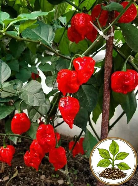 Коллекционные семена Перец острый Каролина рипер
