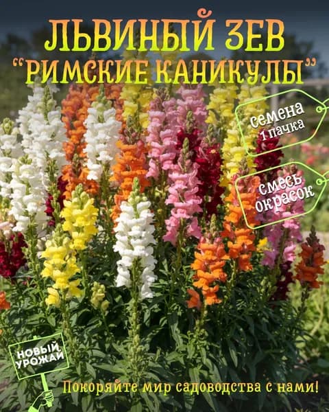 Львиный зев (антирринум) Римские каникулы, смесь, семена, 10 шт.