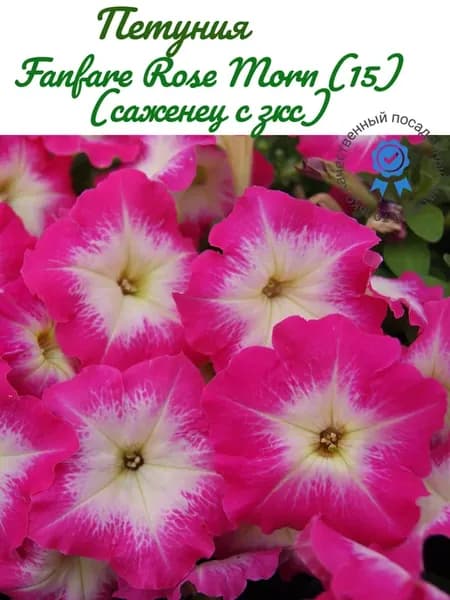 Петуния Fanfare Rose Morn (15) (саженец с зкс)