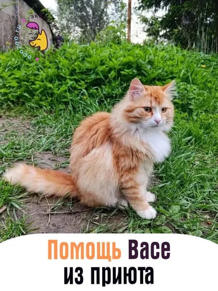 Помочь Васе найти дом