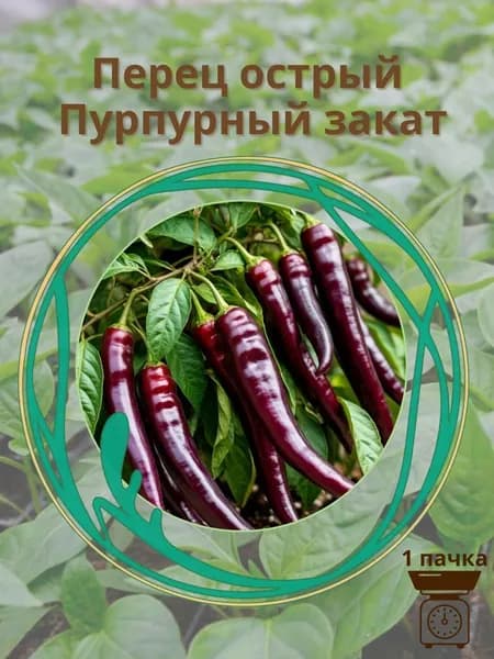Перец острый Пурпурный закат 10 шт. семян