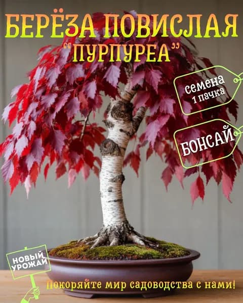 Берёза повислая Пурпуреа, семена, 10 шт.
