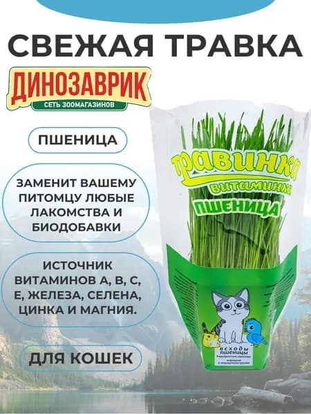 Лакомство для любых кошек Свежая травка Травинка-витаминка Пшеница в квадратном горшочке 7*7*8 см 150 гр