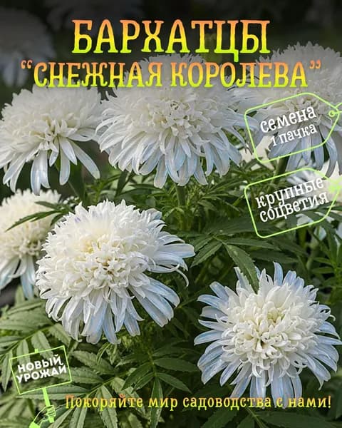 Бархатцы Снежная королева, семена, 10 шт.