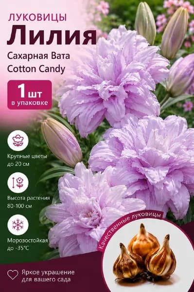 Саженец лилии "Сахарная Вата"