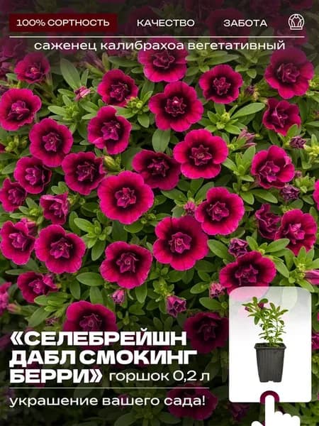 Калибрахоа Селебрейшн Дабл Смокинг Берри