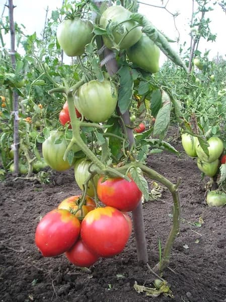 Коллекционные семена томата Царь Колокол