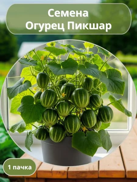 Огурец Пикшар, семена 10 шт