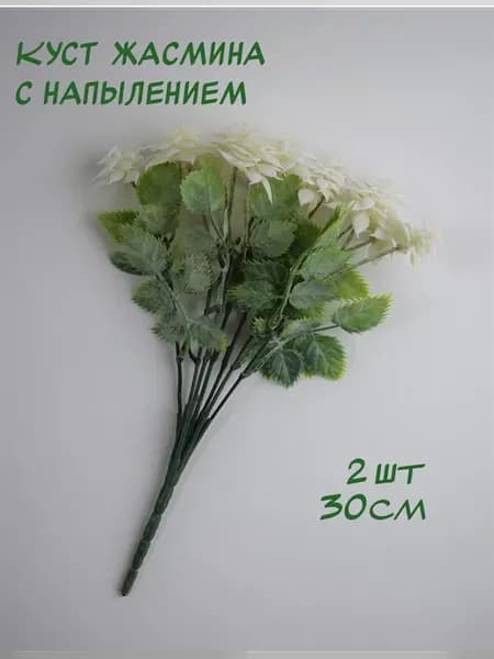 Куст жасмина