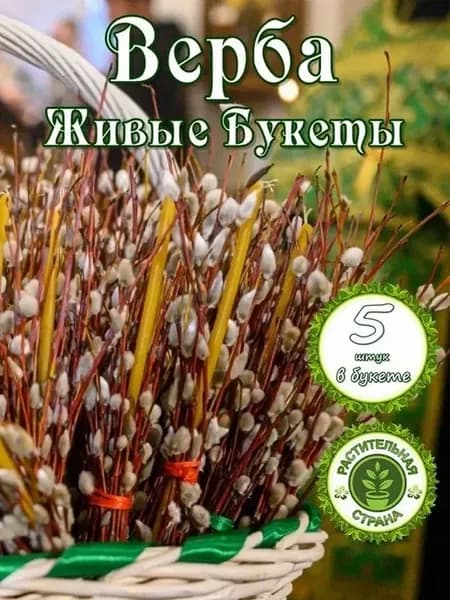 Верба, живой букет из 5 веток, длина до 20-25 см