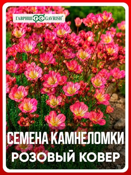 Семена цветов многолетних Камнеломка Арендса "Розовый ковер" 0,01 гр, для дачи, сада и огорода, клумбы, в открытый грунт, в контейнер, на подоконник.