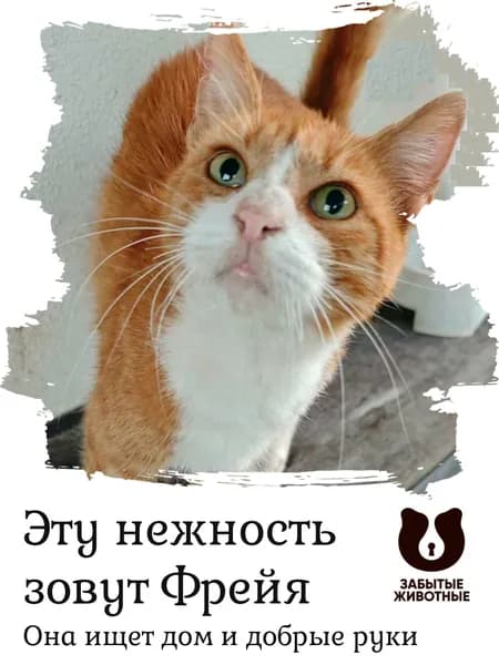 Помочь кошке Фрейе найти дом