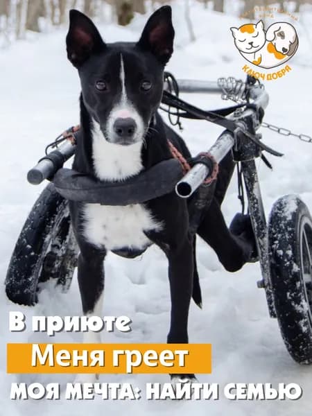 Помочь собаке Чернышу найти дом