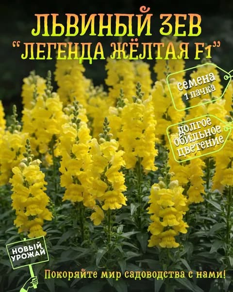 Львиный зев (антирринум) Легенда жёлтая F1, семена, 10 шт.