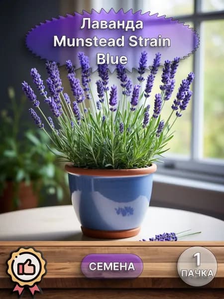 Лаванда Munstead Strain Blue семена 10 шт.