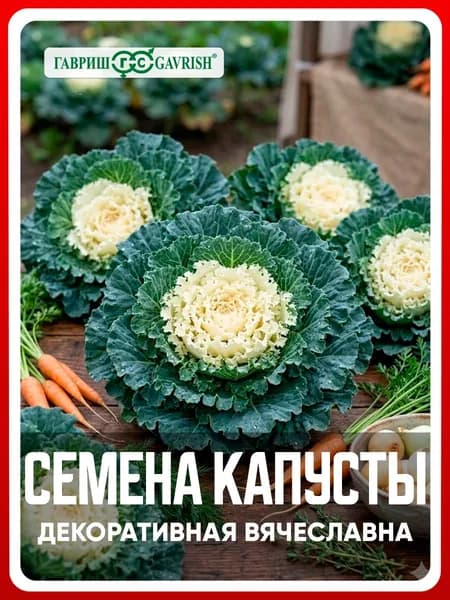 Семена Капуста декоративная "Вячеславна" 0,05 гр, однолетние растение для дачи, сада и огорода, в открытый грунт, на рассаду, из семян, в домашних условиях.