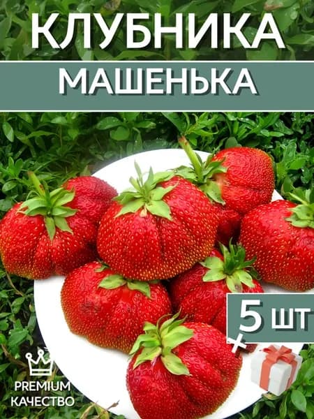 Клубника Машенька 5шт