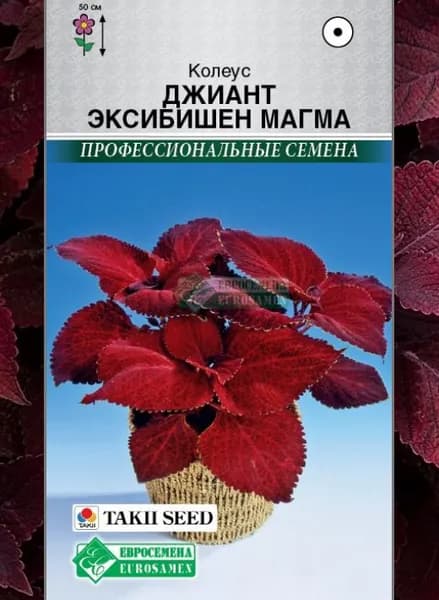 Колеус блюме Джиант Эксибишн Магма /5 шт семян