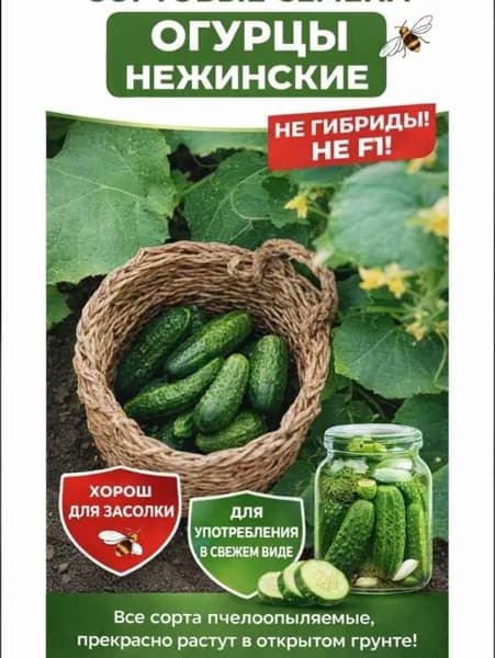 Семена огурца Нежинский, 5 шт, сбор 2024 года. Годен до 30.08.2029